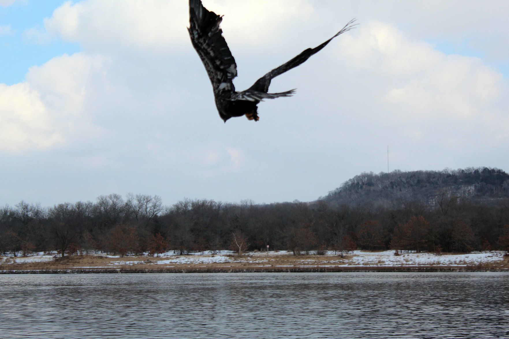 021320-sauk-gallery-eagle023.jpg